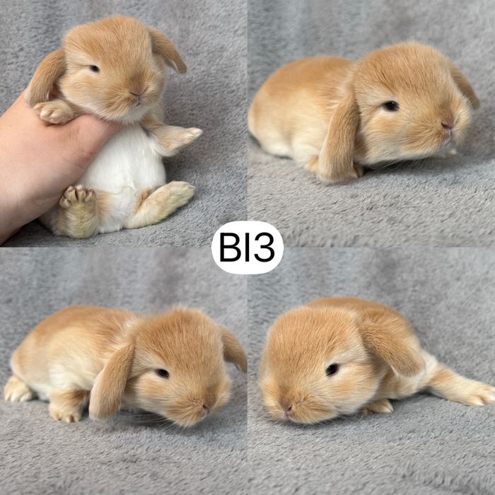 Królik Baranek Miniaturka MINI LOP