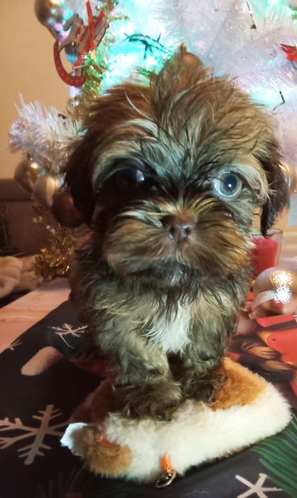 Fuks unikatowy mini shih tzu / domowa hodowla