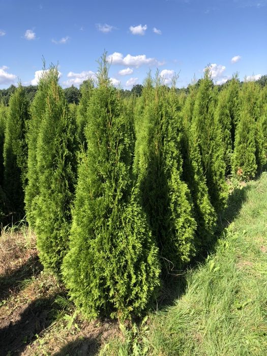 Sprzedam  tuje szmaragd od 120 cm do 170 cm