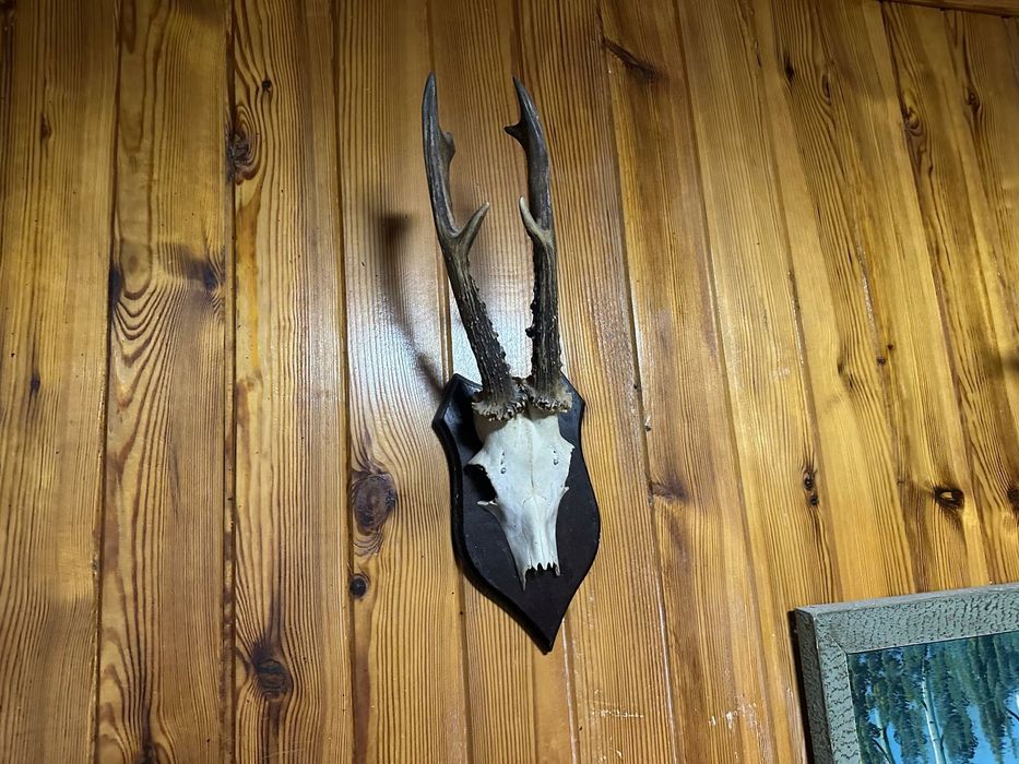 Rogi, skóry ,trofea myśliwskie