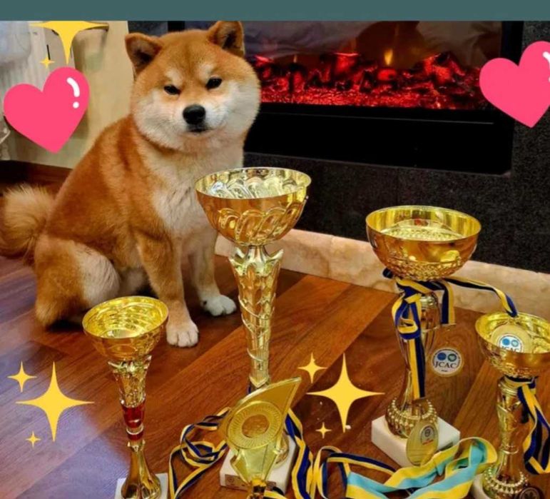 Кобель для в'язки Shiba Inu / Шиба іну