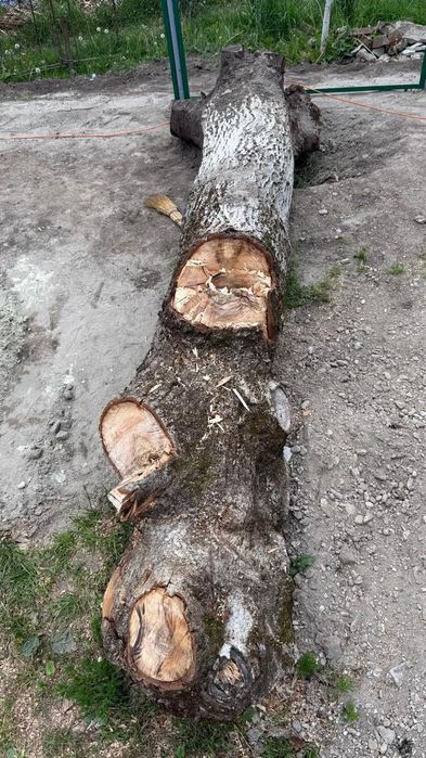 Горіх кругляк ..