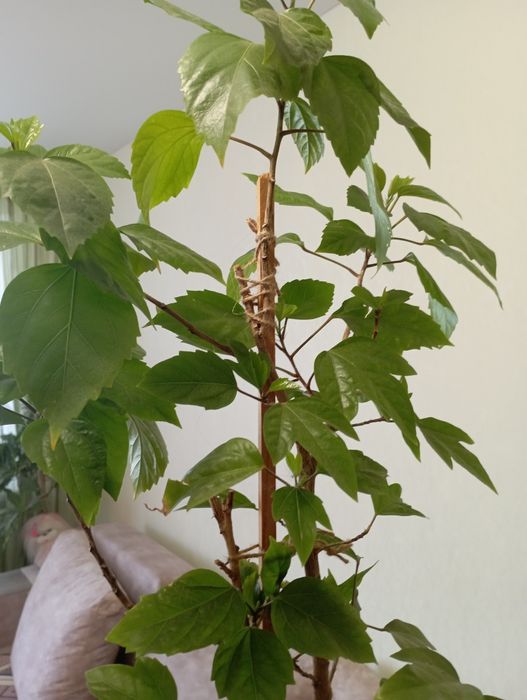 Продам китайську троянду