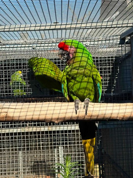 Casal de Araras Militares