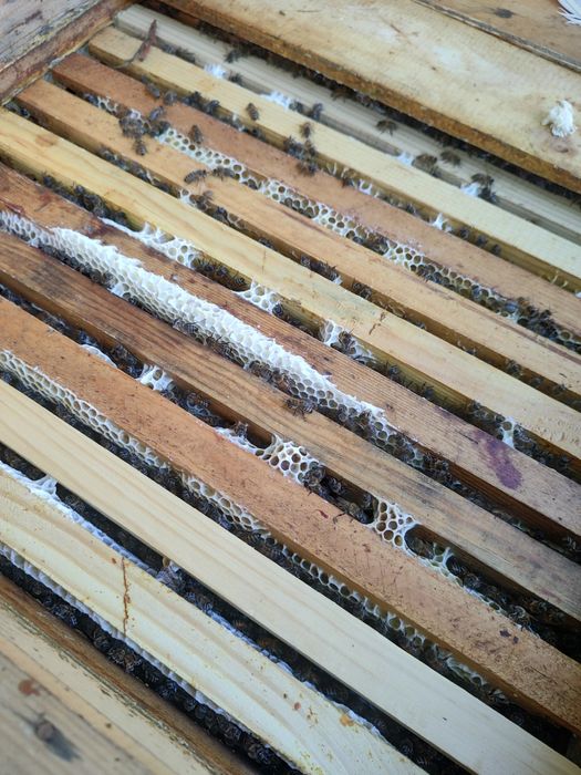 Продам бджолопакети/бджолосім'ї на українську рамку