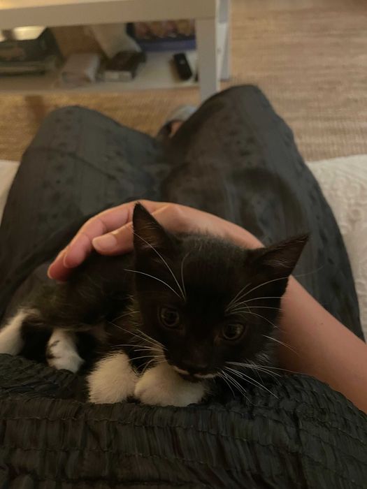 Gatinha Preta para Adoção - Quase 2 Meses