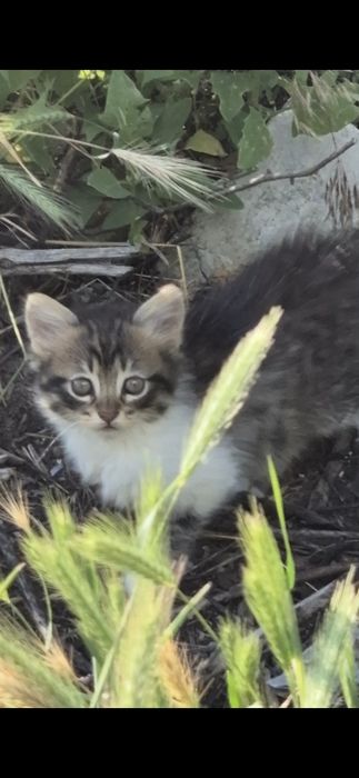 Котёнок,  котик, кошеня