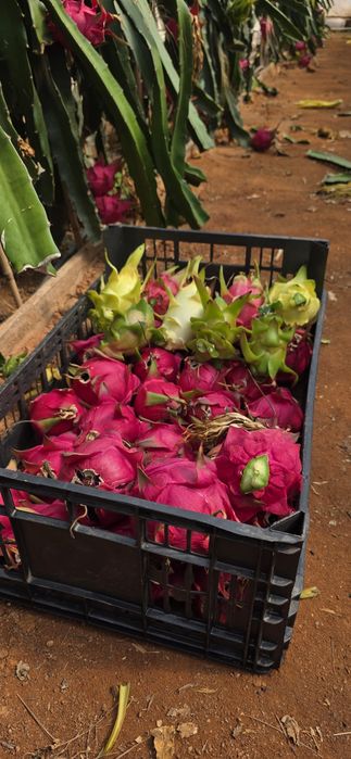 Pitaya fruta e plantas