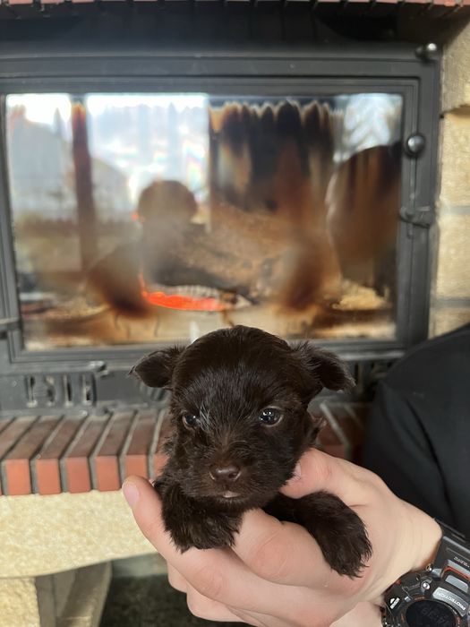 Yorkshire terrier, york, chlopiec, brązowy ,choco, chocolate pies