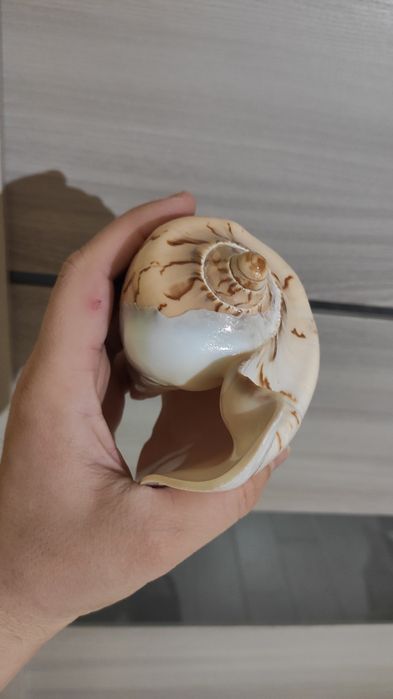 Ракушка большая   .