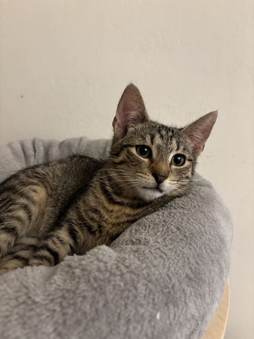 Weasley - kotek do adopcji