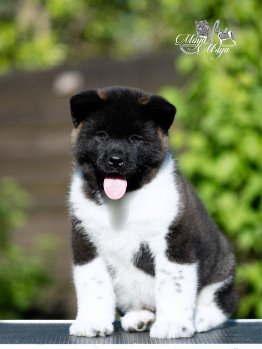 Американскька акіта/ американская акита / american akita