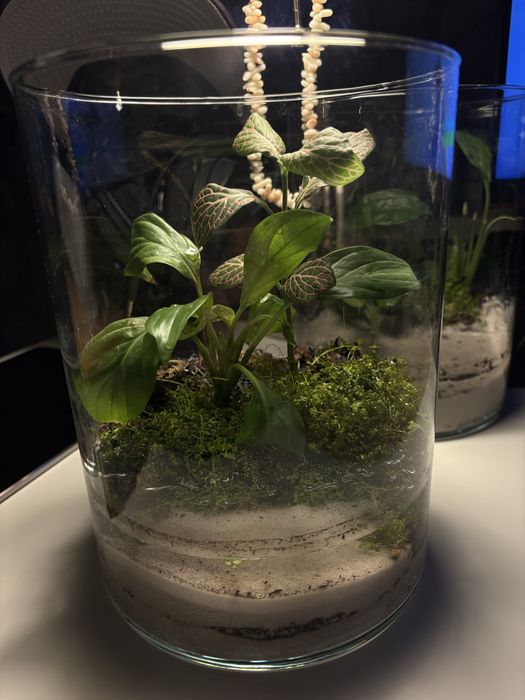 Paludarium z 3 młodymi krabami wampirami  gotowy zestaw
