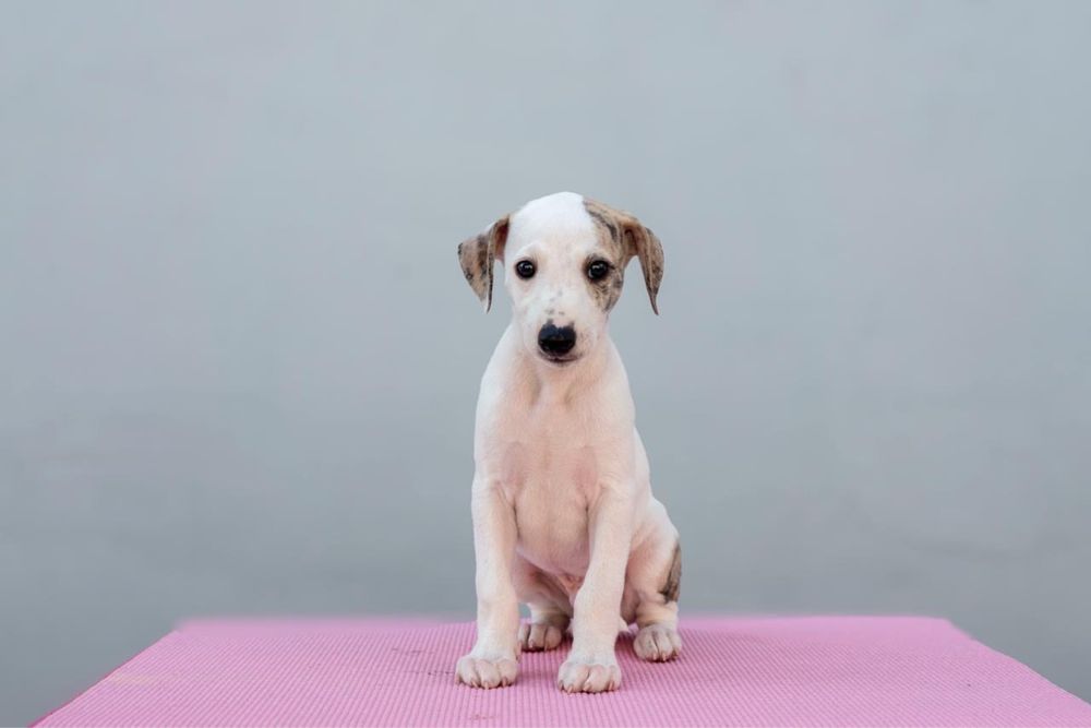 Whippet szczeniak ZKwP/FCI