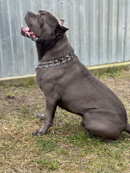 Злучка, кане-корсо кобель  шукає пару.