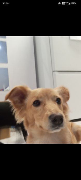 Cadelinha para adoção