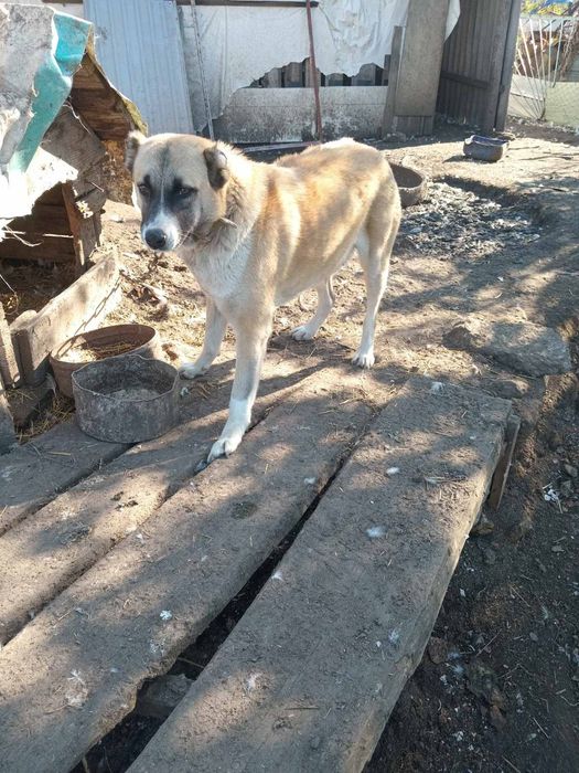 Отдам в хорошие руки