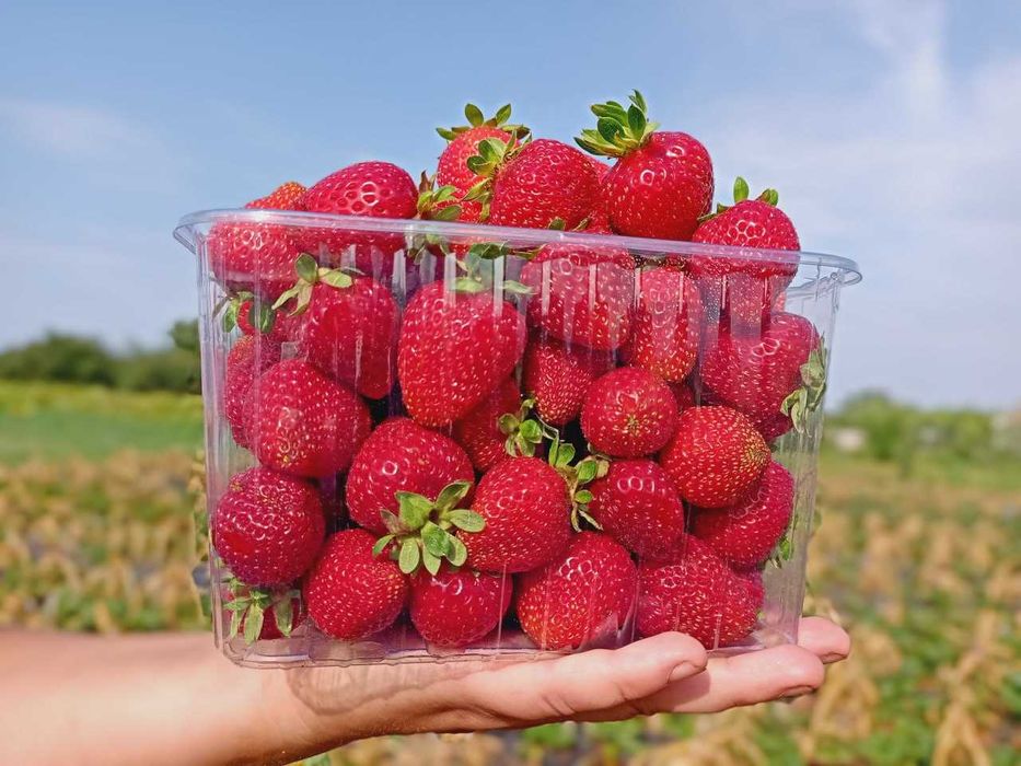 Пастила фруктово-ягідна без цукру, власного виробництва.