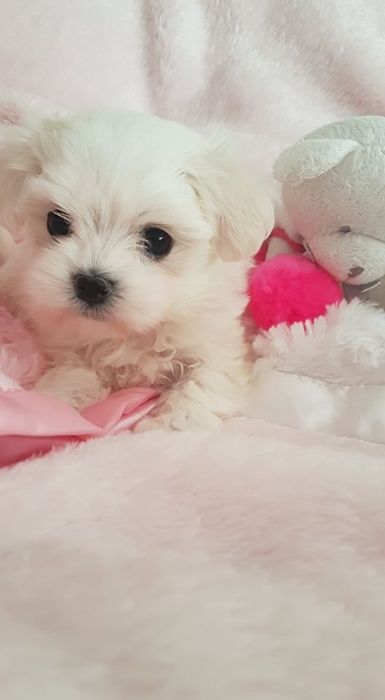 Maltańczyk Mini Piesek z Rodowodem. Przepiękny, czysto biały.