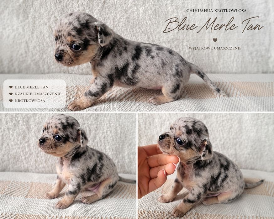 REZERWACJA Chihuahua Blue Merle Tan