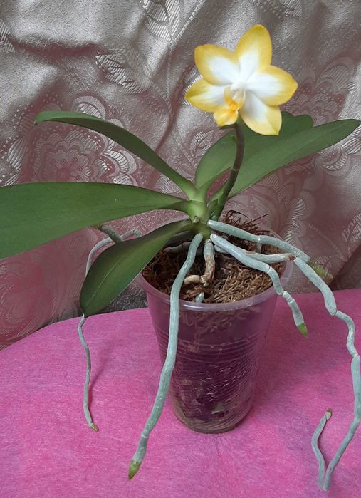 Подростки орхидей