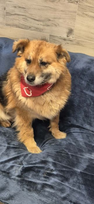 Przemiła suczka do adopcji