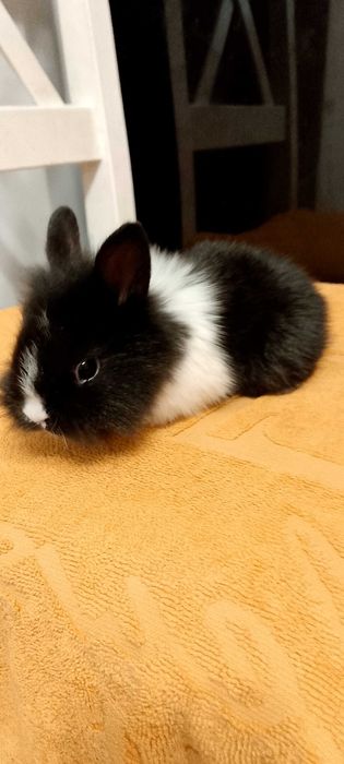 Króliczki miniaturki