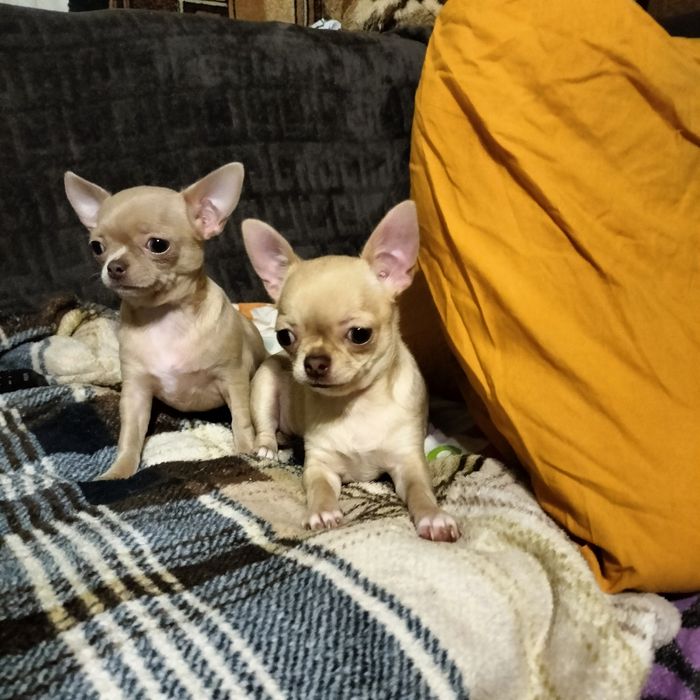 Чистокровные милашки чихуашки