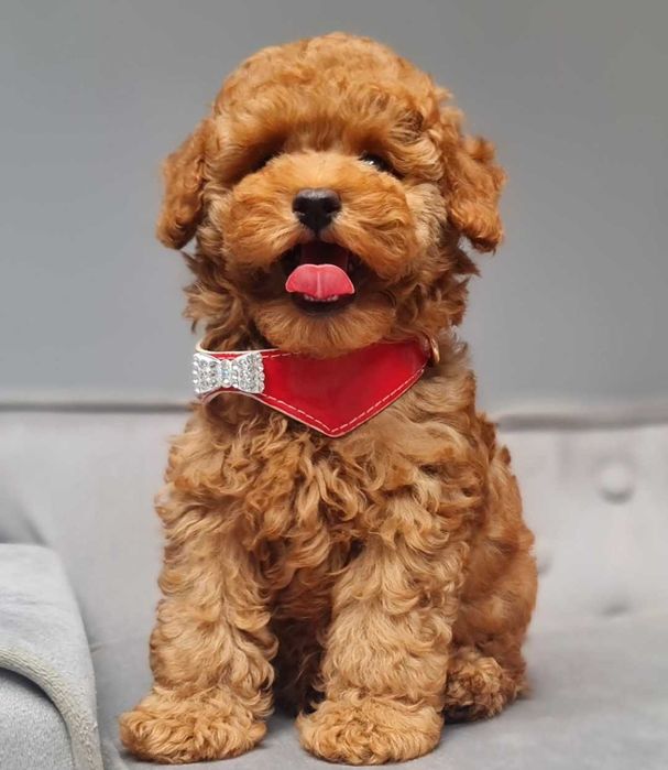 Pudel toy piesek płowy