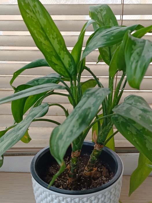 Квітка аглонема та та інші