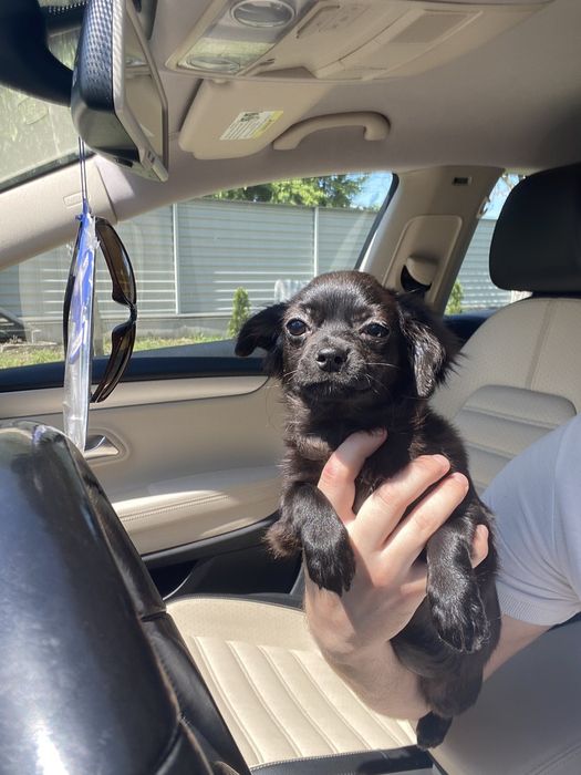 Чіхуа гарна дівчинка