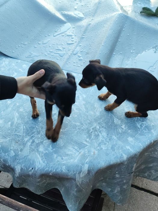 Cãezinhos para adotar