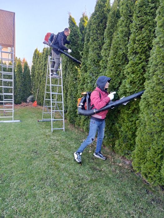 Чистка туй і обрізка дерев Осокорки,Золоче,,Бортничи.