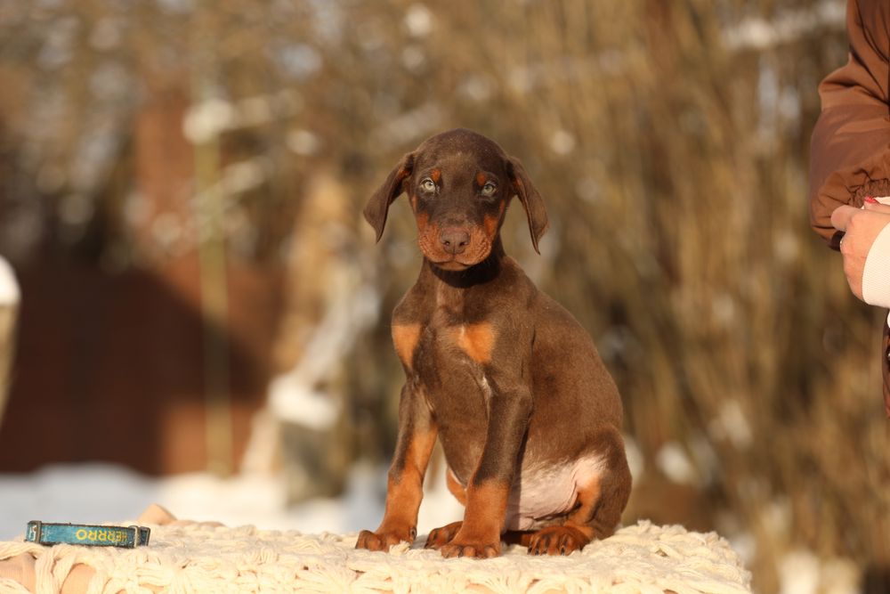 Пропонуємо песиків доберманів