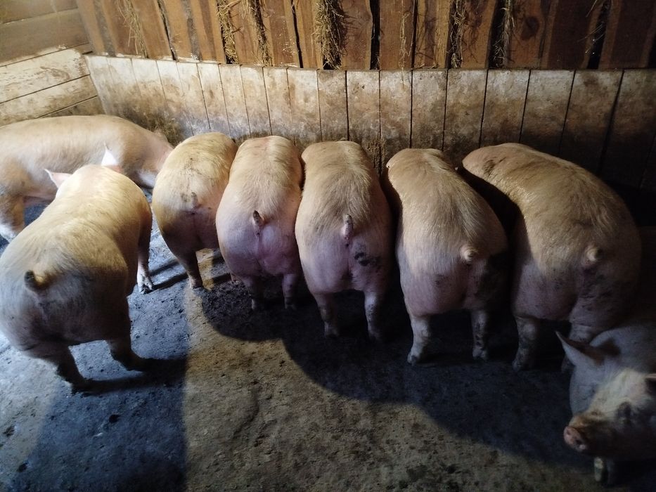 Свині живою вагою