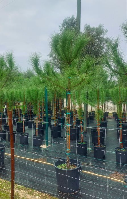 Lote 10 pinheiros mansos 1.90/2.10..Entrega incluída