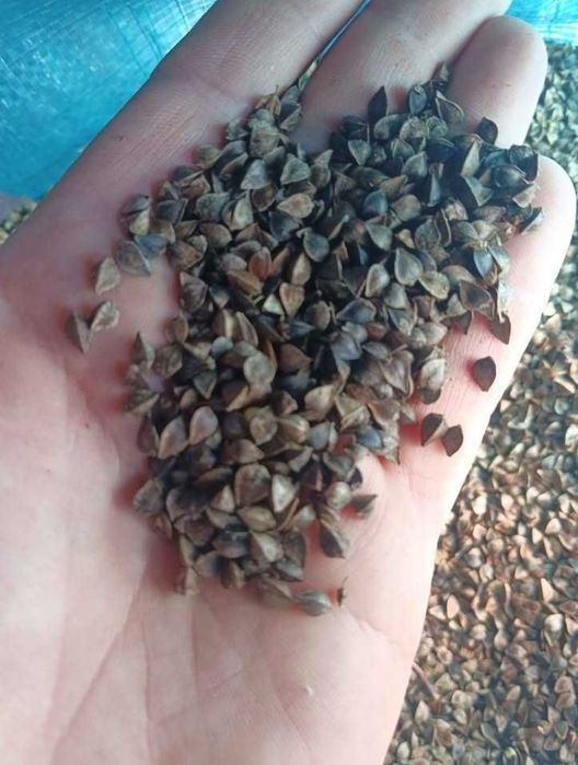 Gryka reczka  workowana