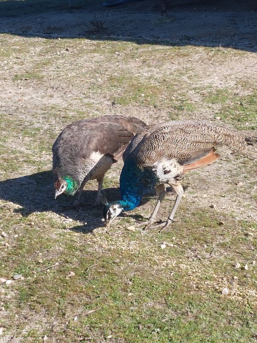 Casal  de pavões azuis