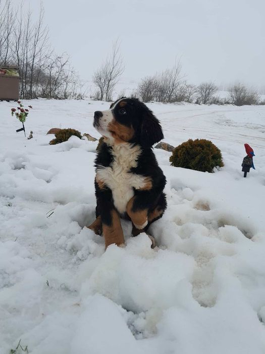 Berneński pieski pasterski szczeniak
