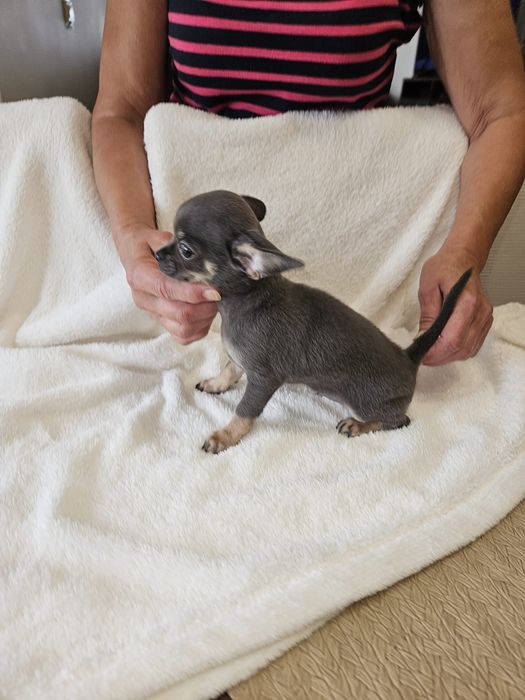 Chihuahua suczka