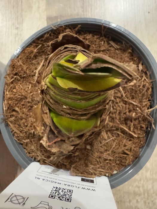 Гиппеаструм Red Peacock Амариллис Ред Пікок