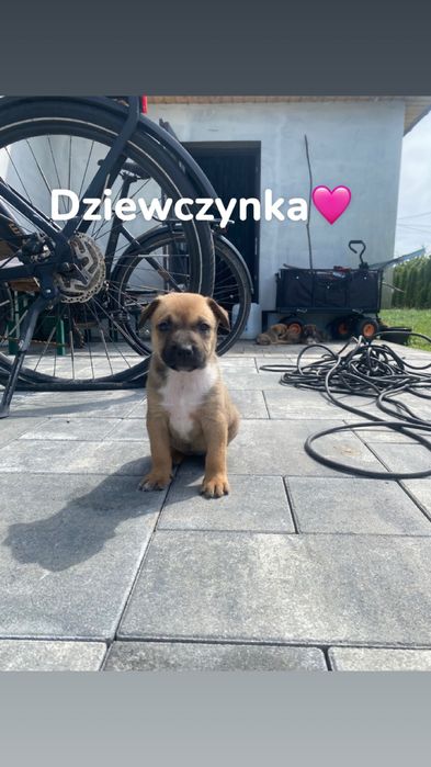 Szczeniaczki do oddania w dobre ręce