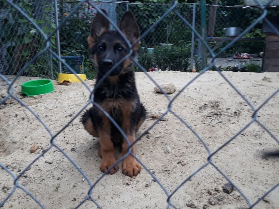 Немецкие овчарки