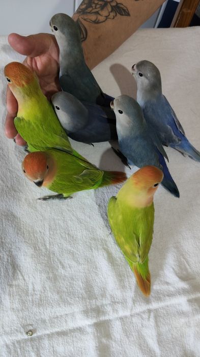 Agapornis super meigos e domesticados