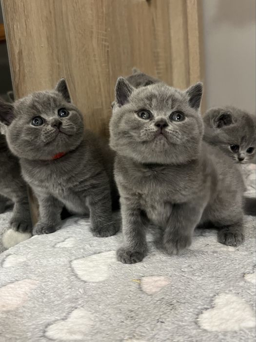 Kocur brytyjski, kot brytyjski, kotek brytyjski, brytyjczyk