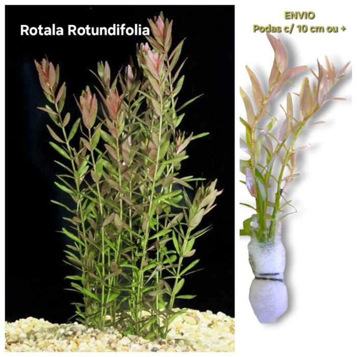 Pack Plantas Aquário - 6 espécies (Vermelho e Rosa)