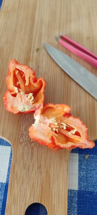 Sementes de Pimentas ,OFERTA Portes Envio