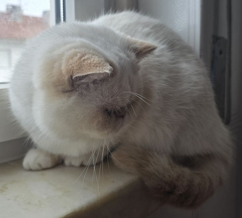Gatinho Himalaio