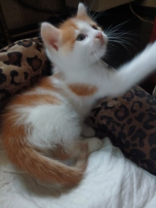 котики у добрі руки