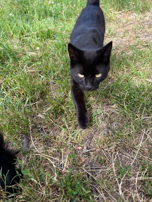 Котик Том шукає родину